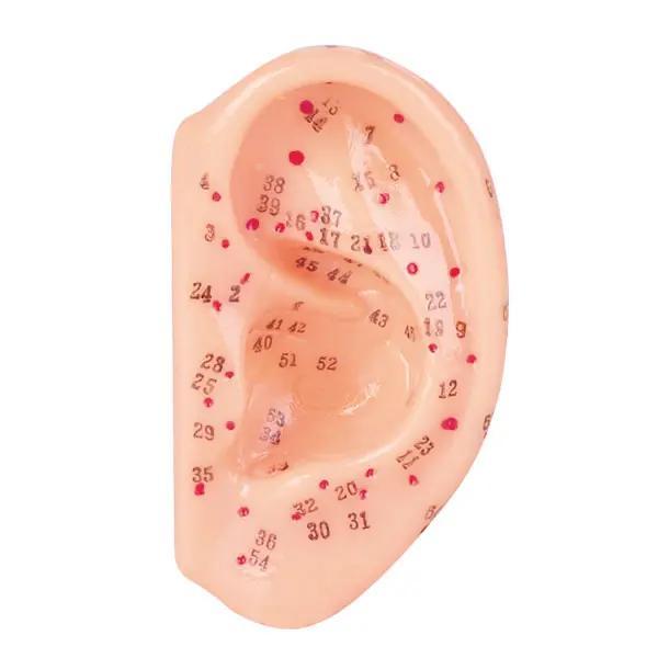 Preview: Akupunkturmodelle aus Kunststoff