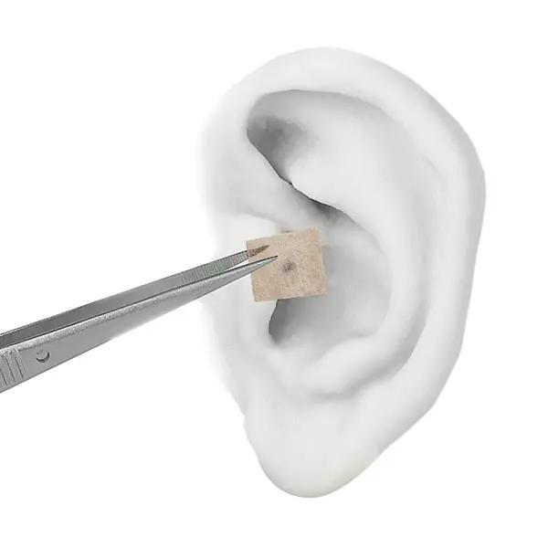 Preview: Dongbang Ohrsamen